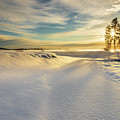 Golden Haze - McCoy Flat - Lassen County California