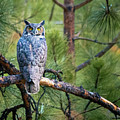 Hoo are You Looking At