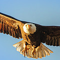 Intense Flight